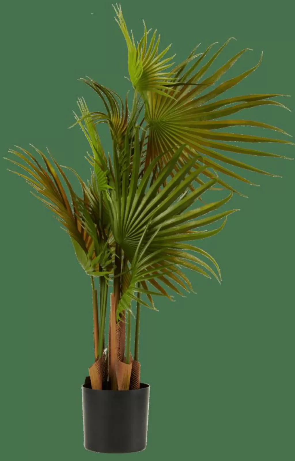 Clearance CASA ARECA Palmeira Verde