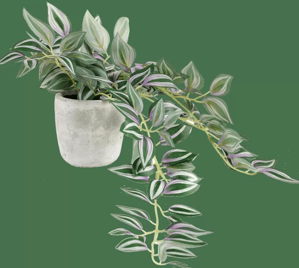 Fashion CASA CALATHEA Planta Pendente Cinzento, Verde, Roxo
