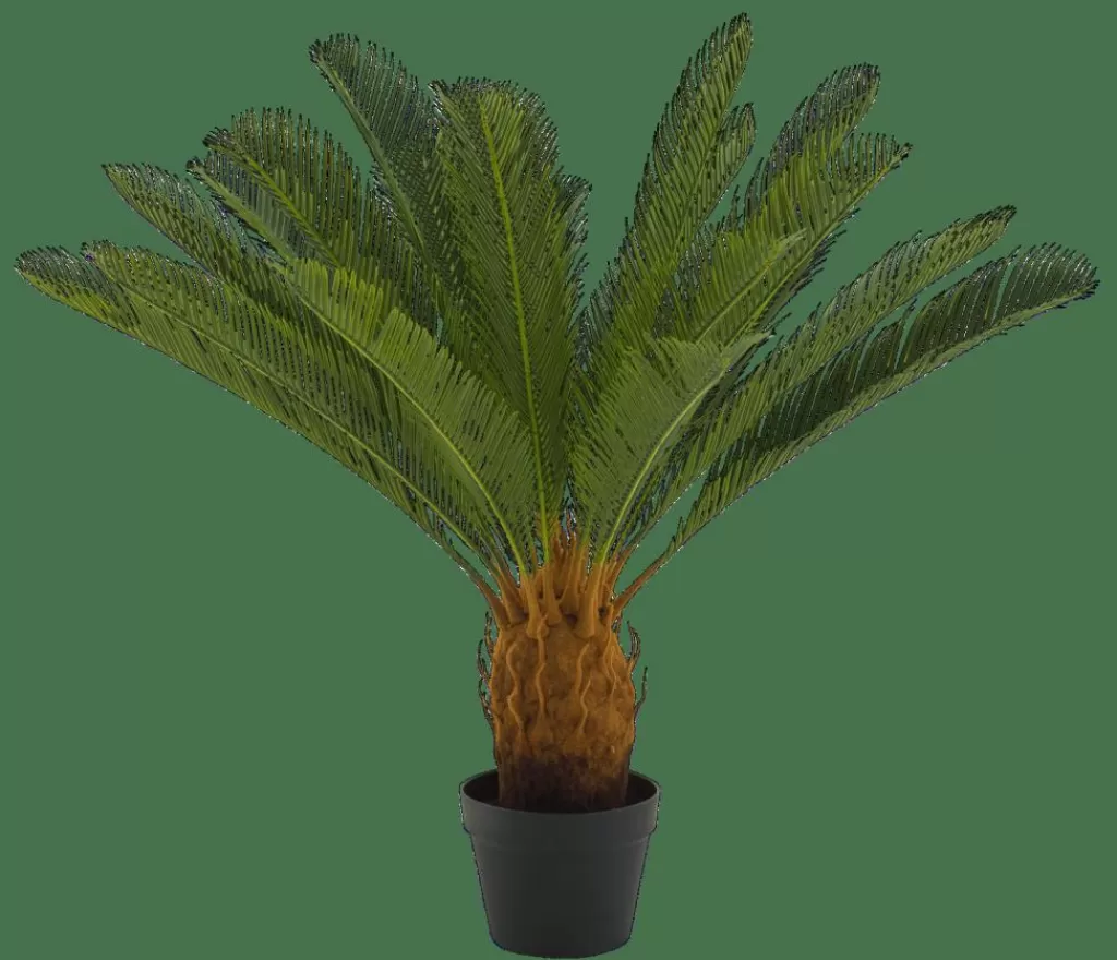 Shop CASA CYCAS Palmeira Verde