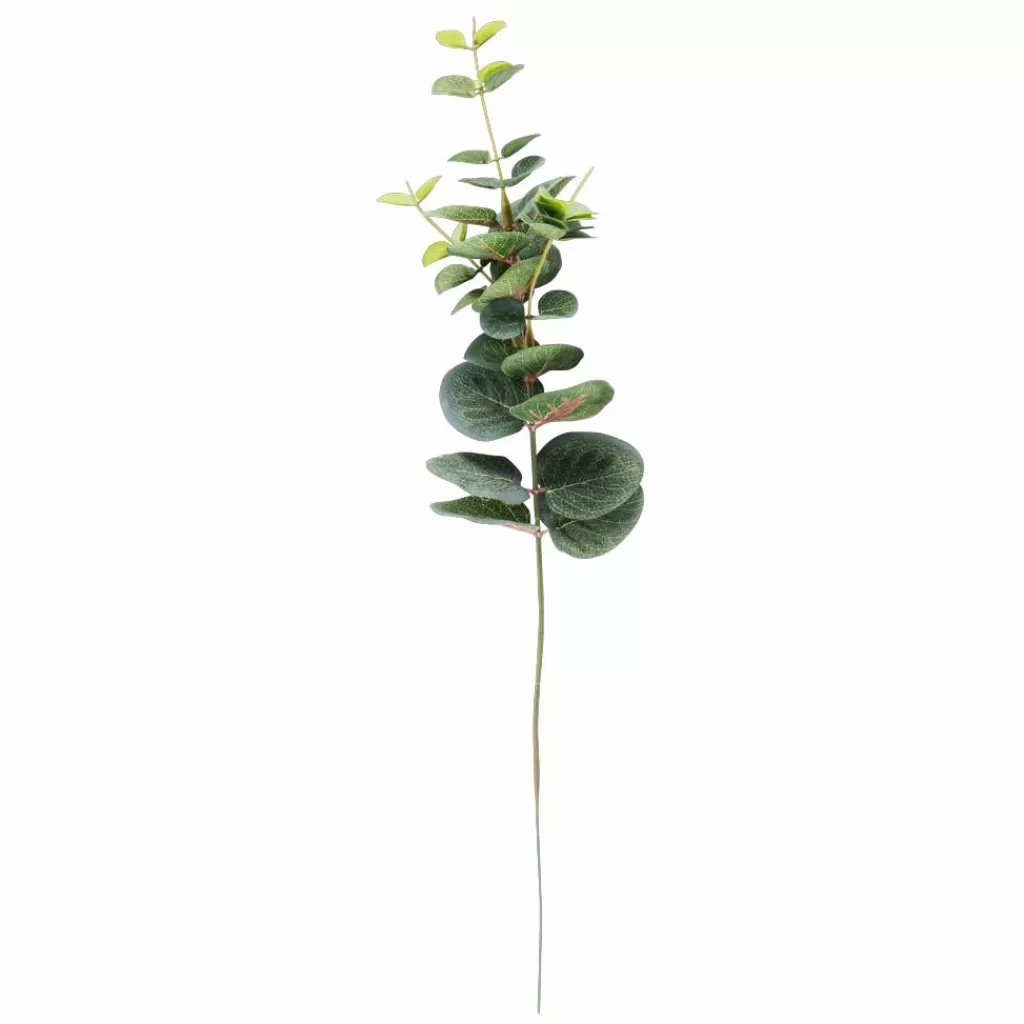 Cheap CASA EUCALYPTUS Coroa Verde
