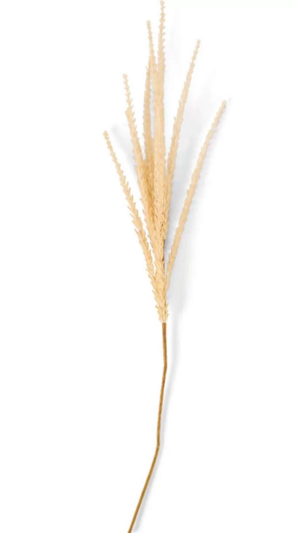 Flash Sale CASA GOLDENROD Caule Caqui