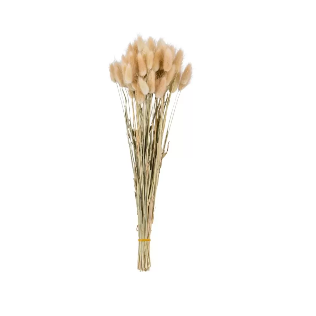 Flash Sale CASA LAGURUS Lagurus Natural