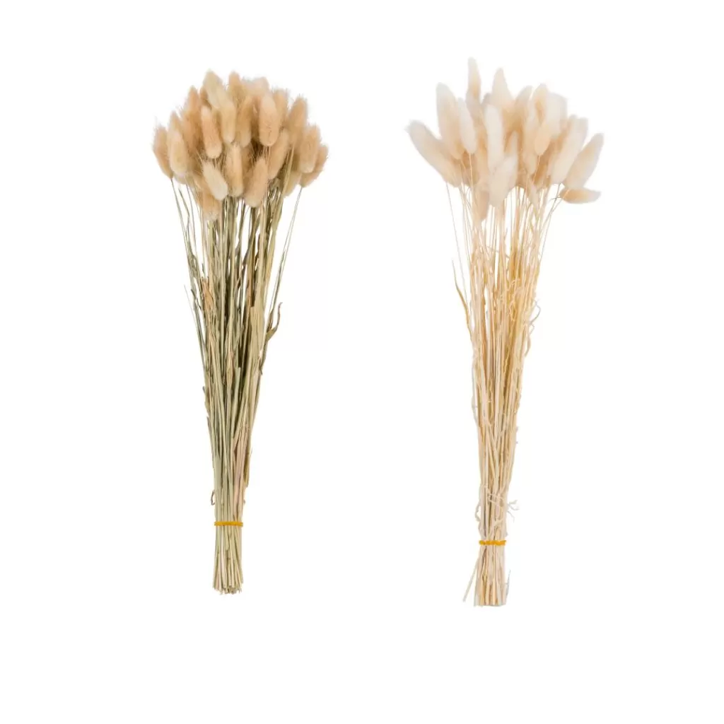 Flash Sale CASA LAGURUS Lagurus Natural