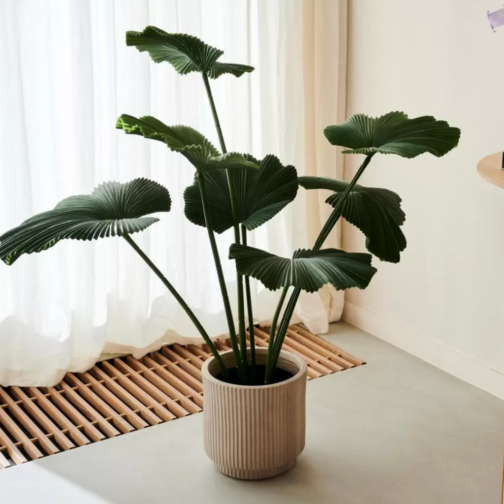New CASA LOTUS Planta Verde