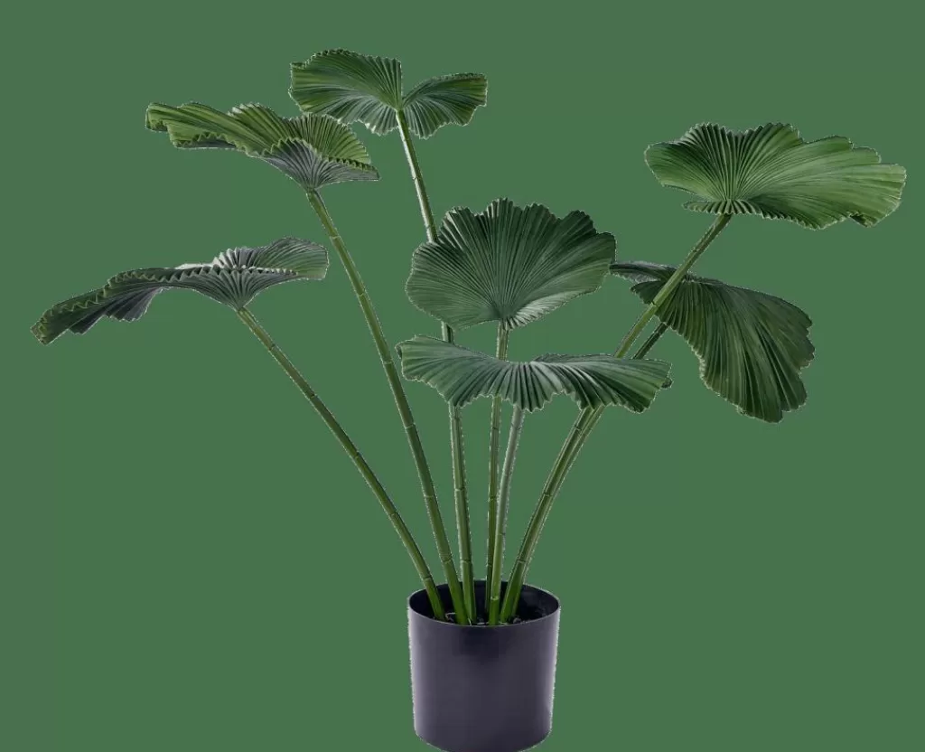 New CASA LOTUS Planta Verde