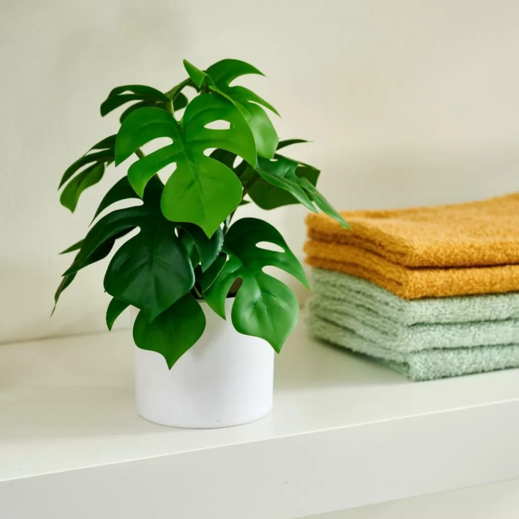 Outlet CASA MONSTERA Planta Diversas Cores