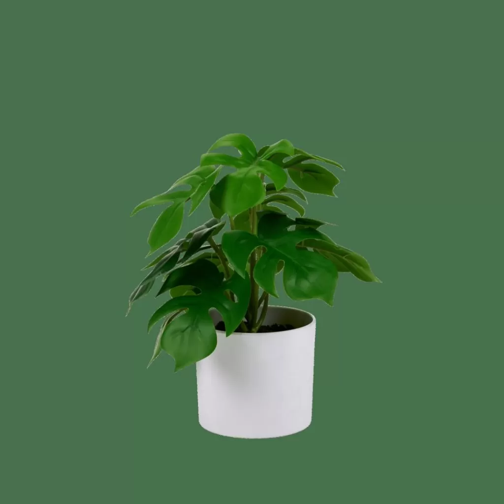 Outlet CASA MONSTERA Planta Diversas Cores