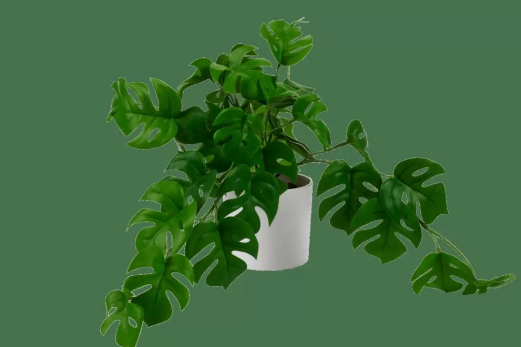 Fashion CASA MONSTERA Planta Diversas Cores, Branco, Verde