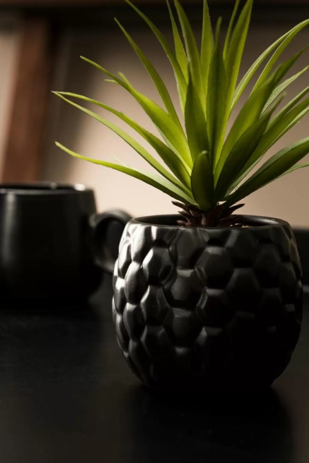 New CASA PINA Planta Ananás Em Vaso Preto