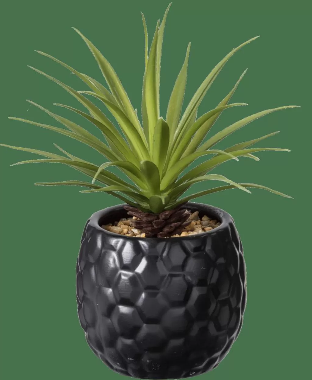 New CASA PINA Planta Ananás Em Vaso Preto