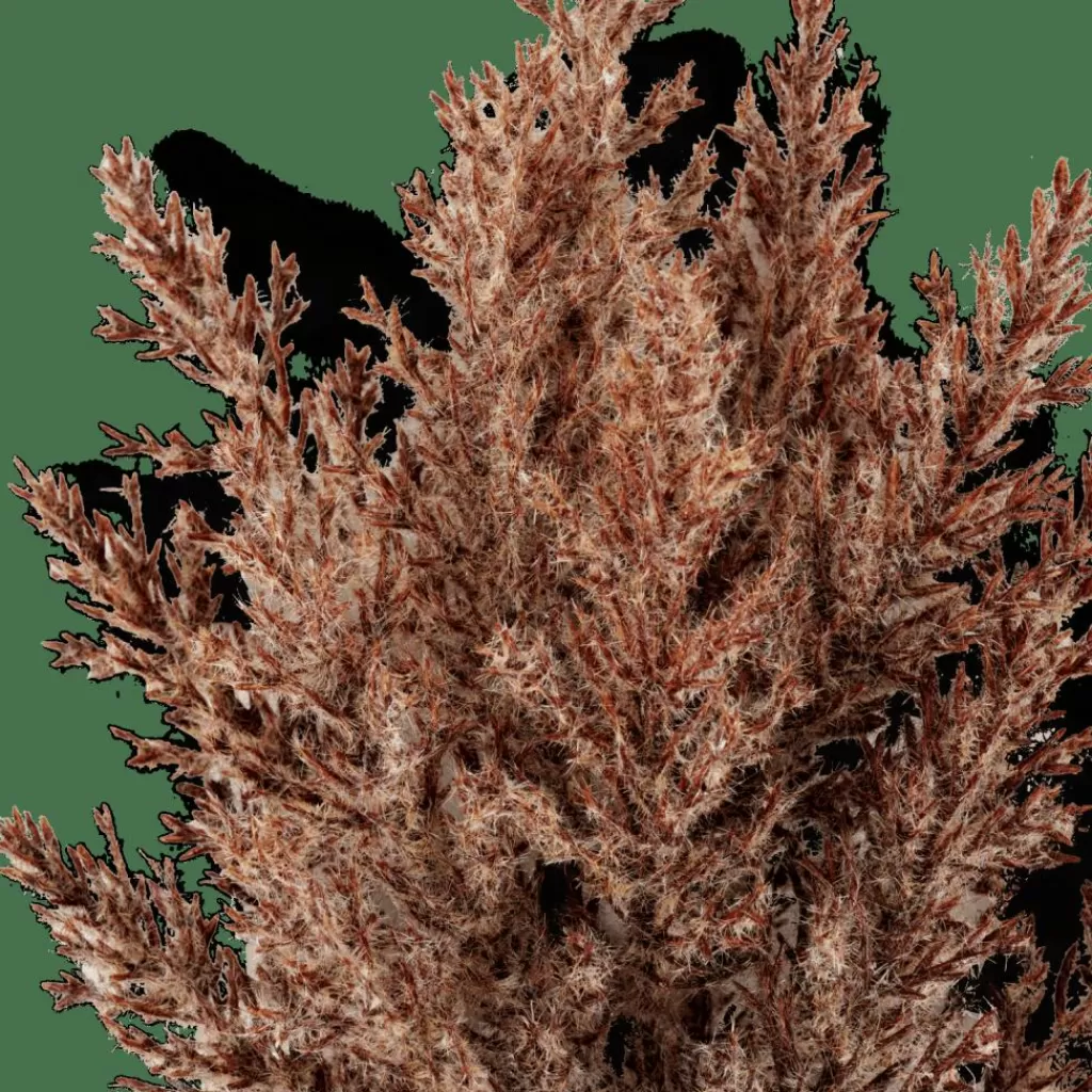 New CASA PLUME Caule Com Plumas Castanho