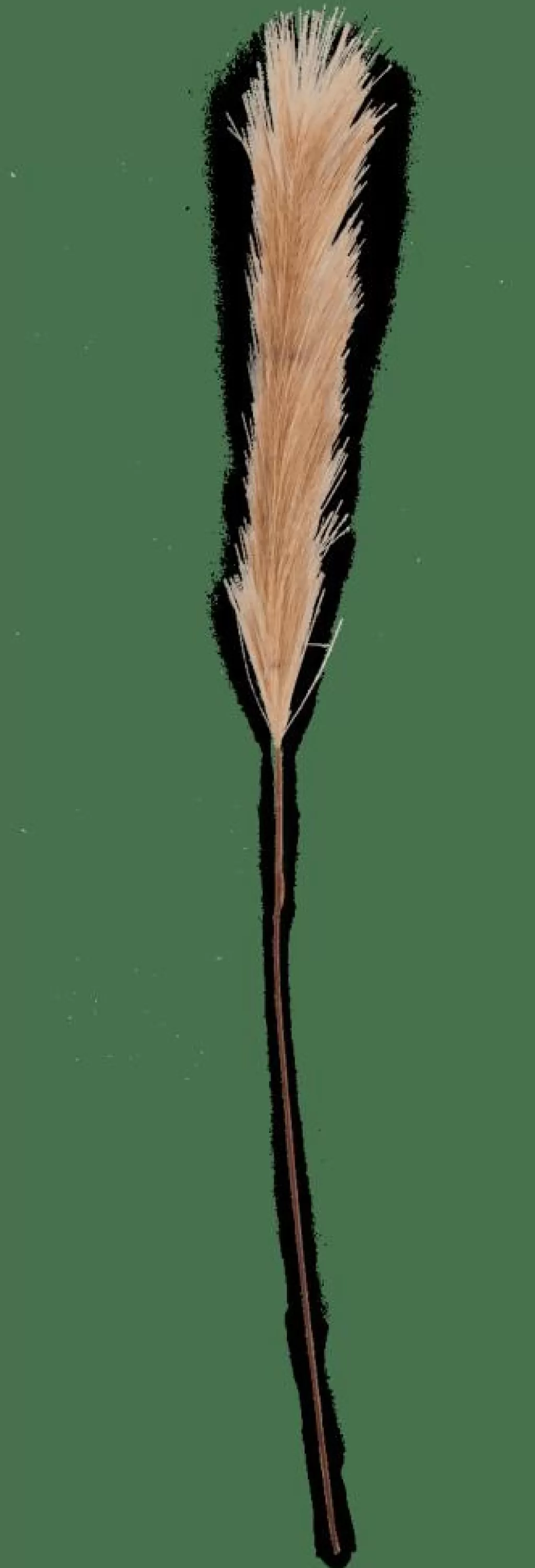 Flash Sale CASA PLUME Plumas Decorativas Castanho
