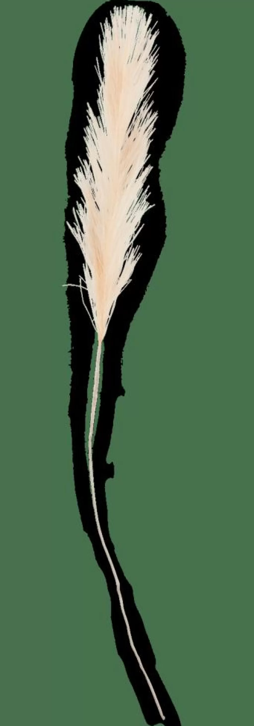 Flash Sale CASA PLUME Plumas Decorativas Creme