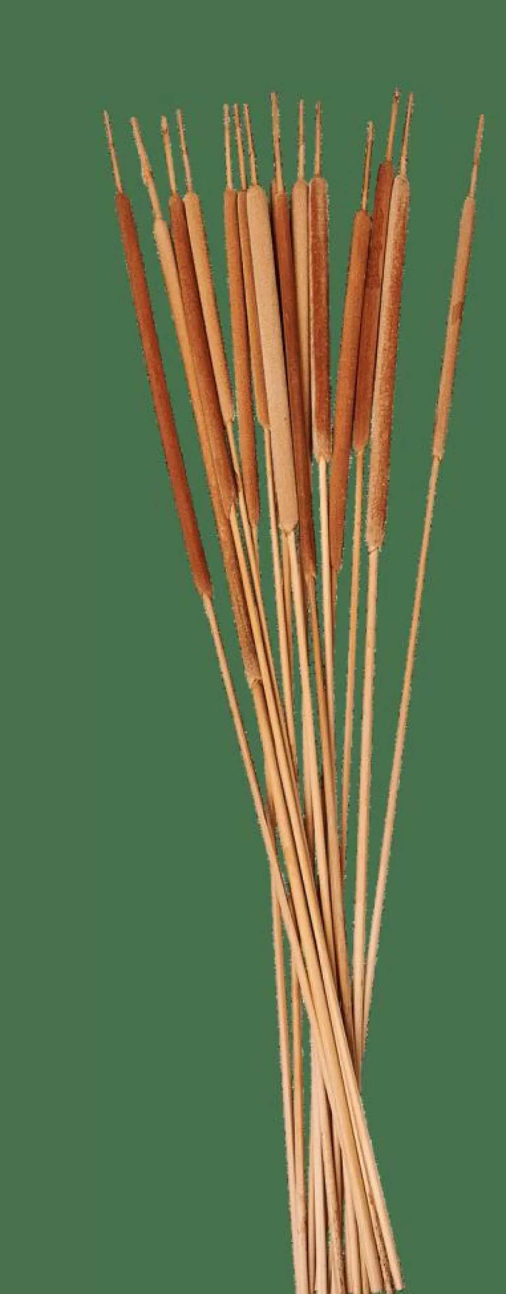 Cheap CASA TYPHA Canas Conjunto De 15 Natural