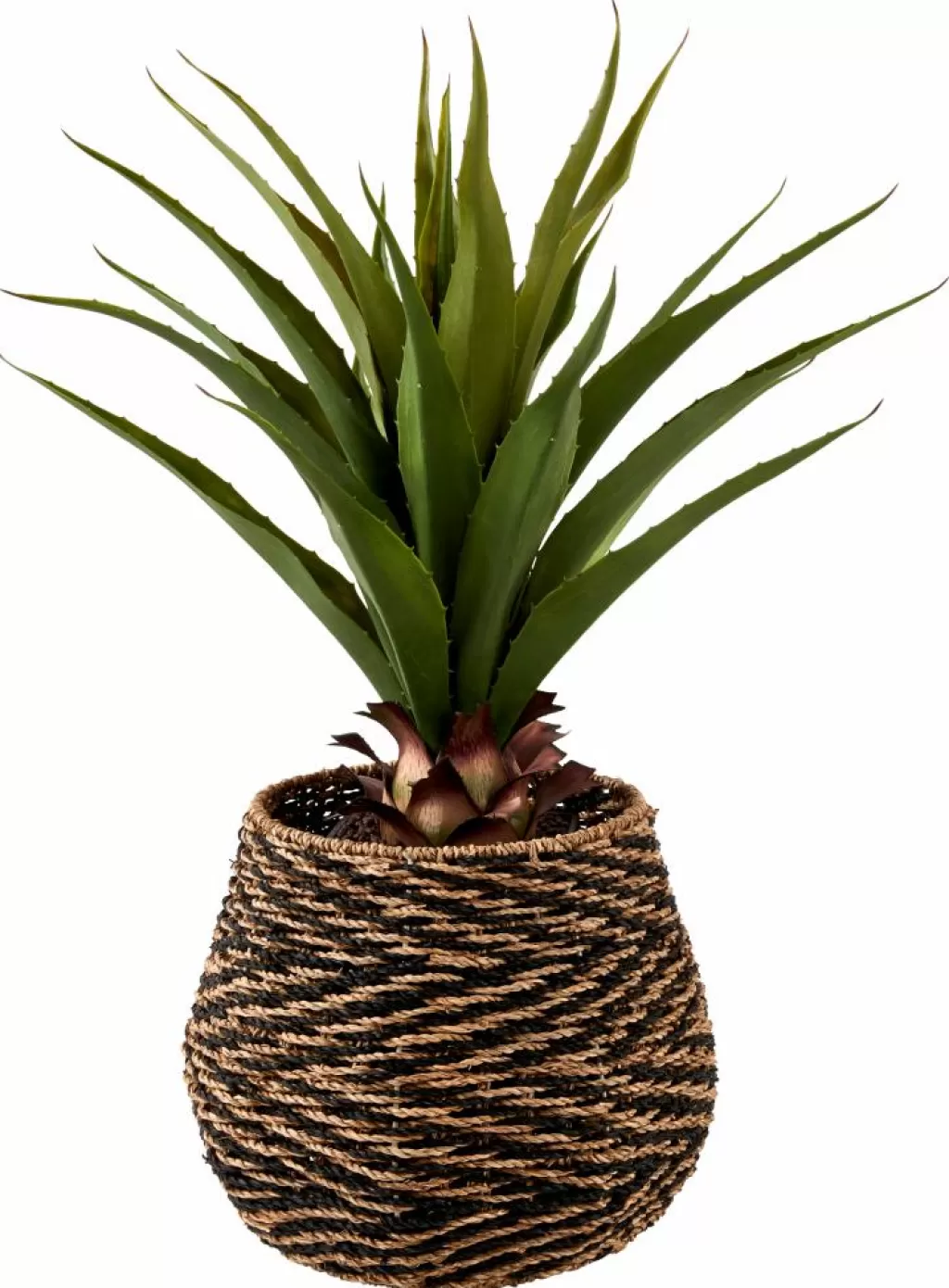 Cheap CASA VERA Vetplant Op Stick Verde